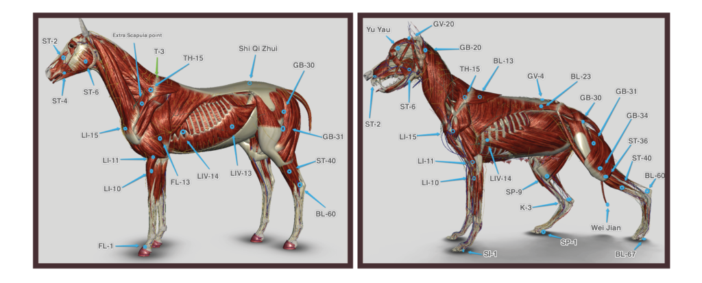 eqine and canine acupunture together border e1751067802663